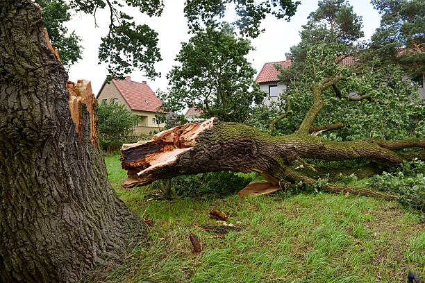 Who is Responsible for Fallen Tree Removal?